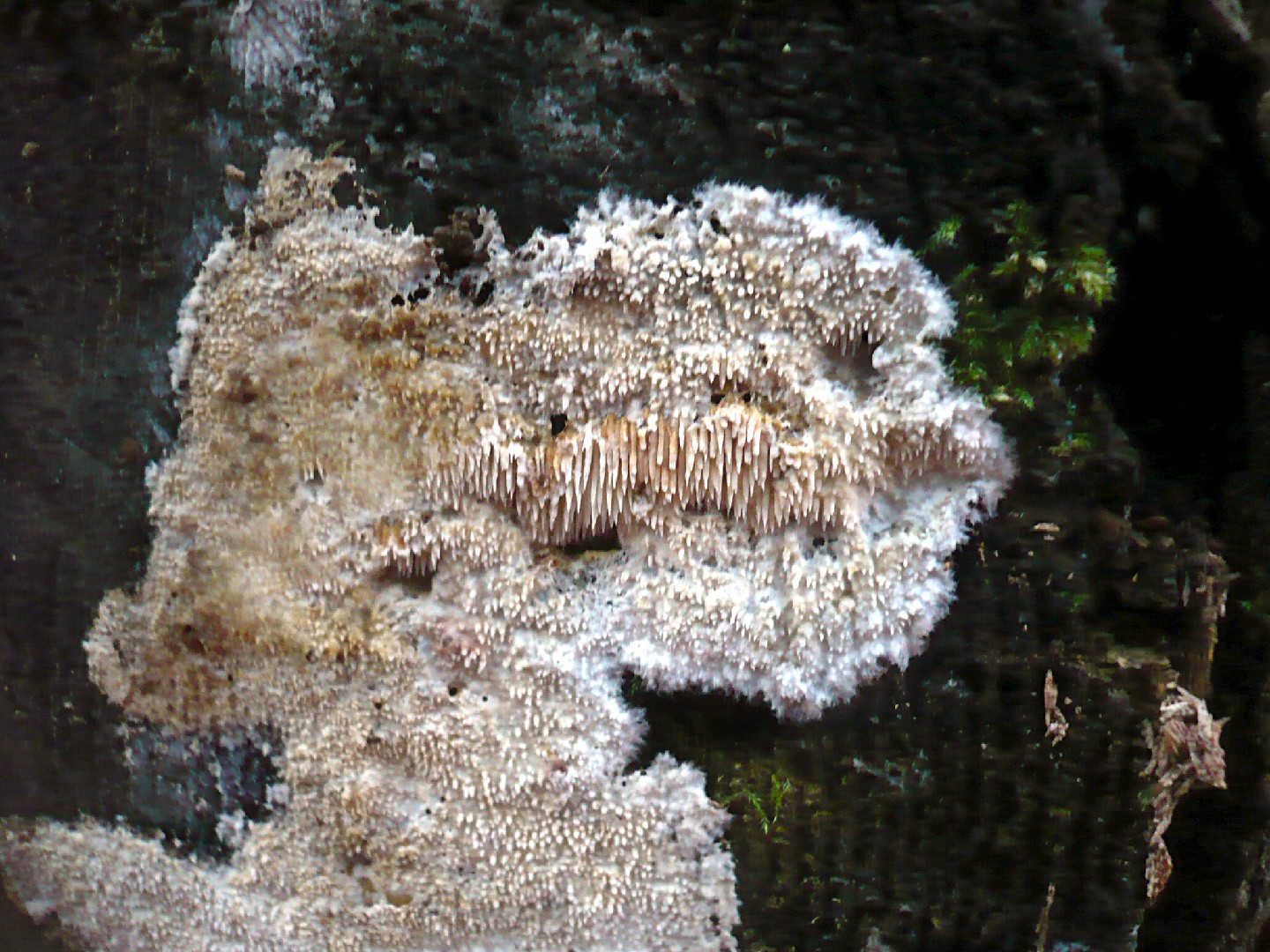 Zarter Stachelrindenpilz (Dentipellis fragilis)
