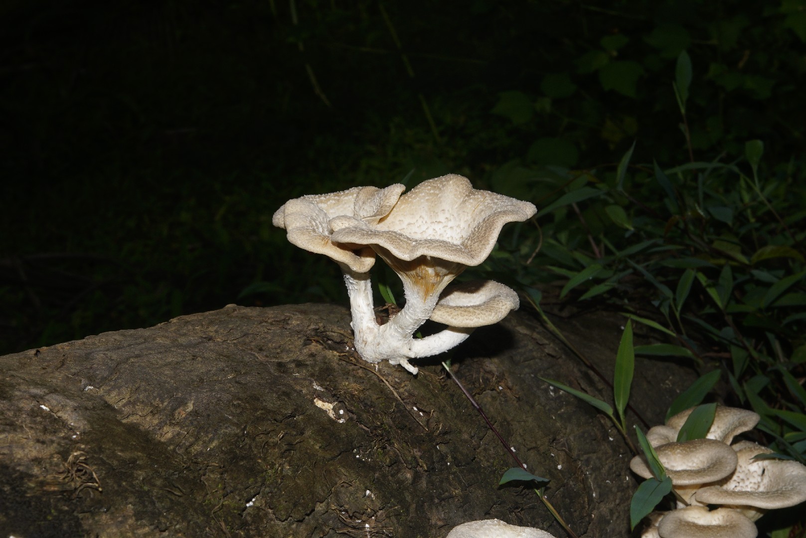 Lentinus squarrosulus