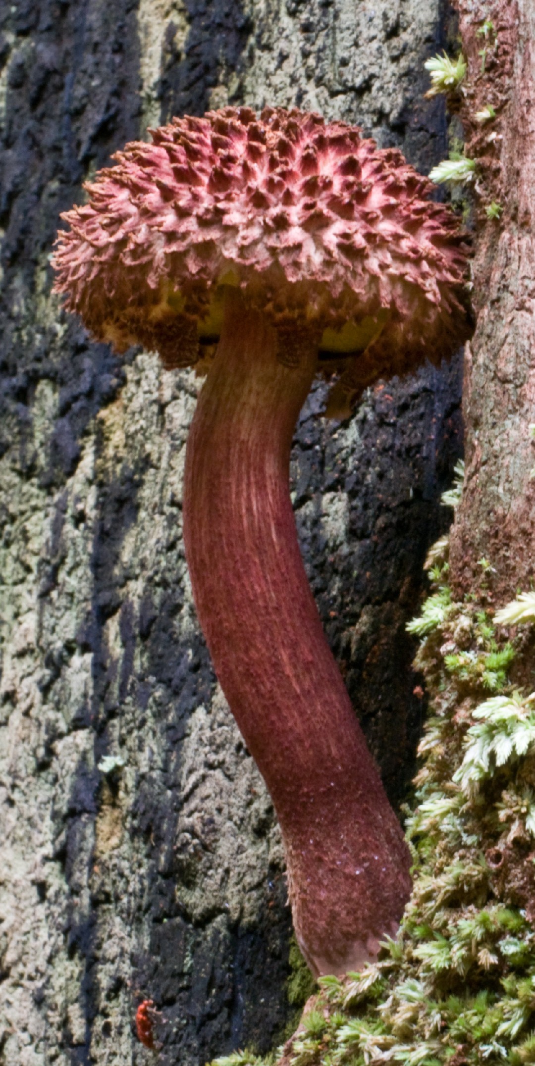 가죽밤그물버섯 (Boletellus emodensis)
