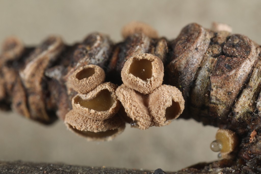 Velutarina (Velutarina)