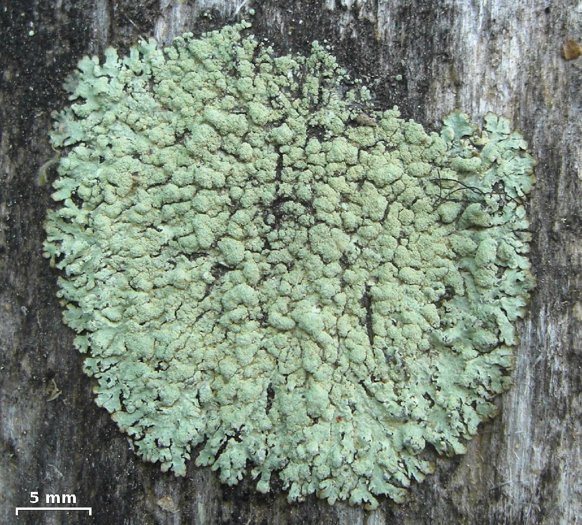 Green starburst lichen (Parmeliopsis ambigua)
