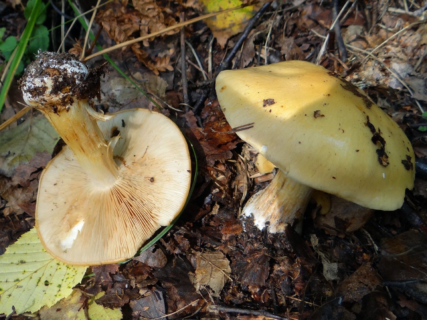 Cortinarius percomis