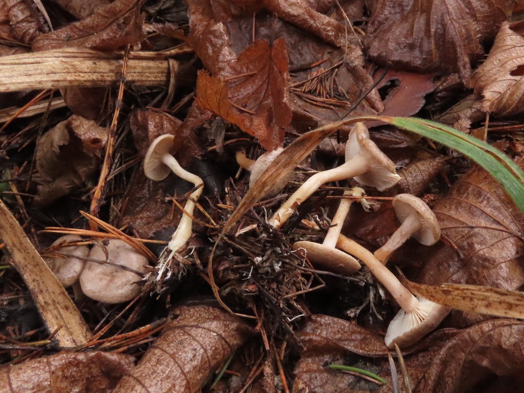 Rhizocybe (Rhizocybe)