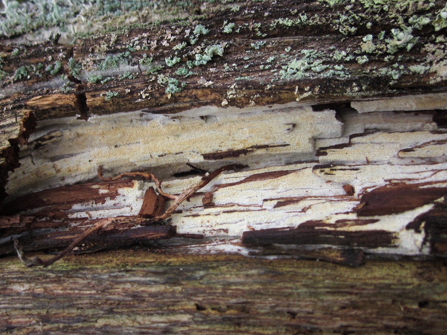 Odonticium (Odonticium)