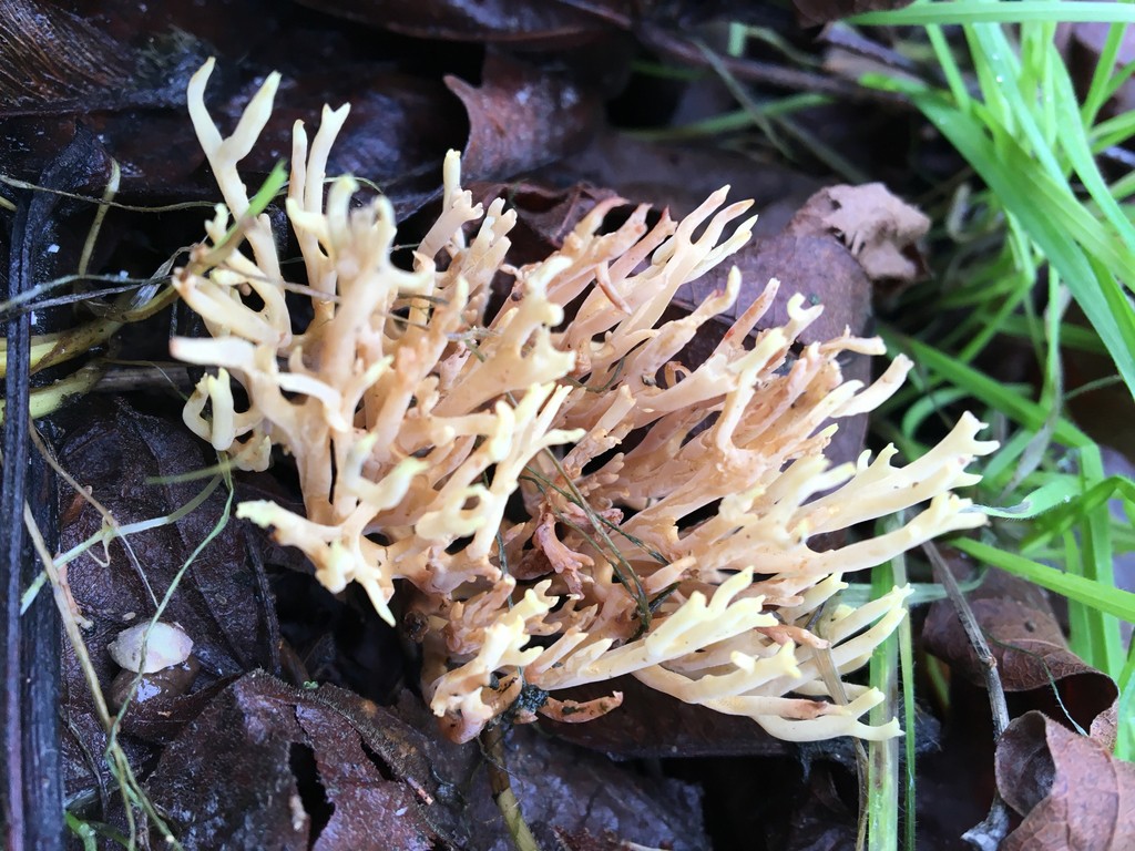 Coral fungi (Ramaria)