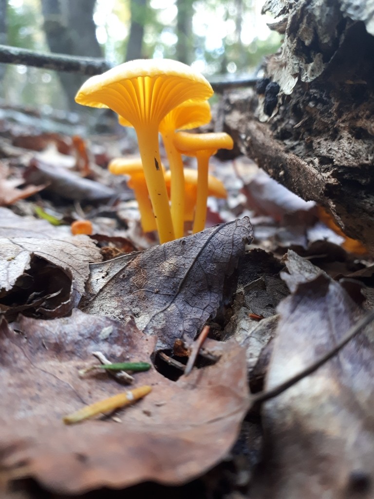 Gloioxanthomyces (Gloioxanthomyces)