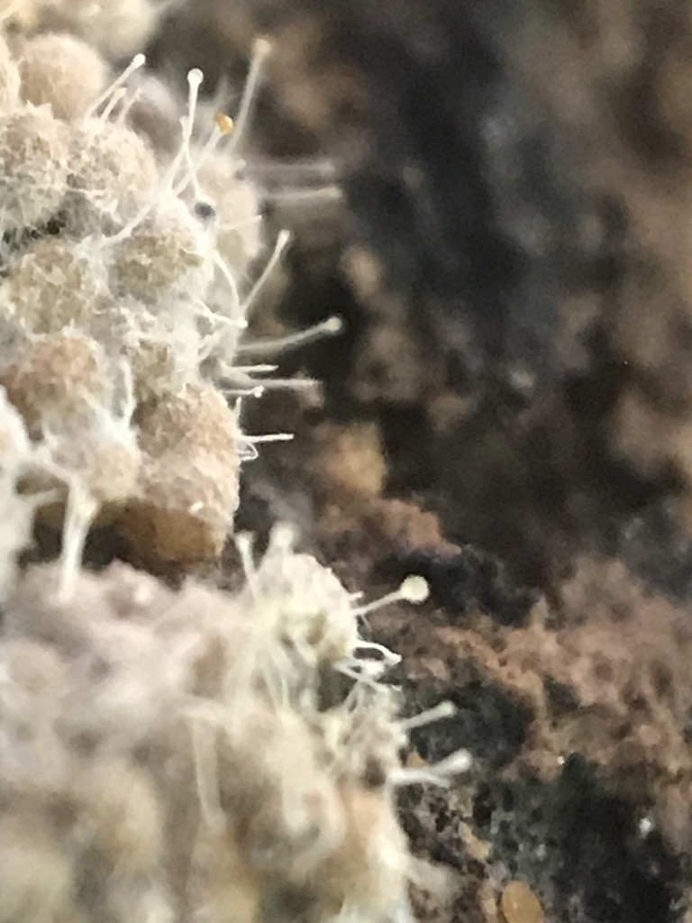 絨毛多頭黴 (Polycephalomyces tomentosus)