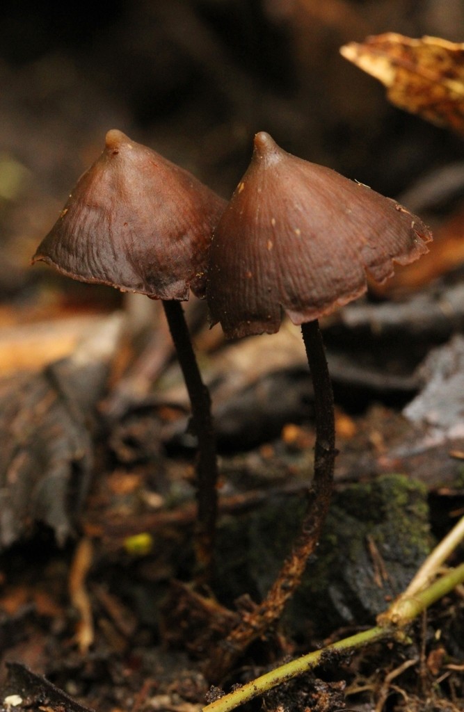 Psilocybe Banderillensis (Psilocybe Banderillensis) - Picture Mushroom