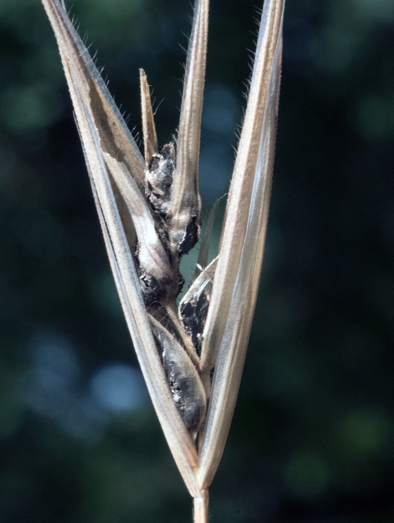 黑粉菌屬 (Ustilago)