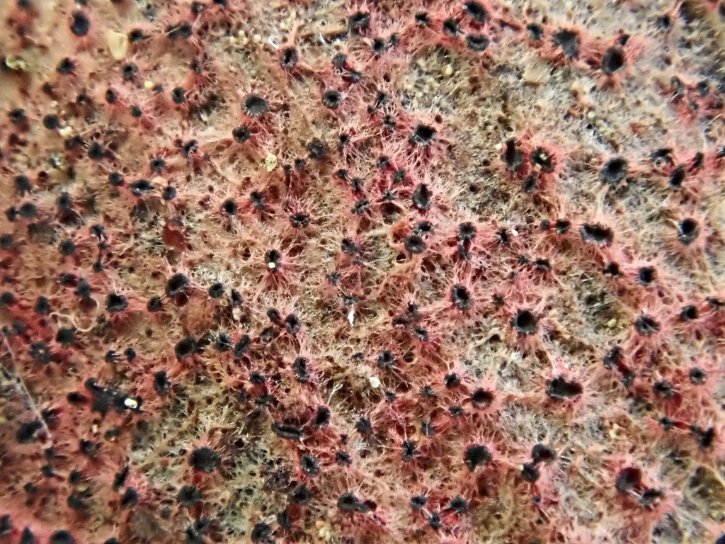 Patinellaria (Patinellaria)