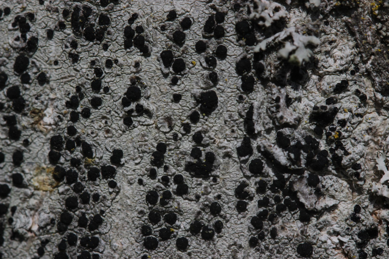 Lecidella lichen (Lecidella elaeochroma)