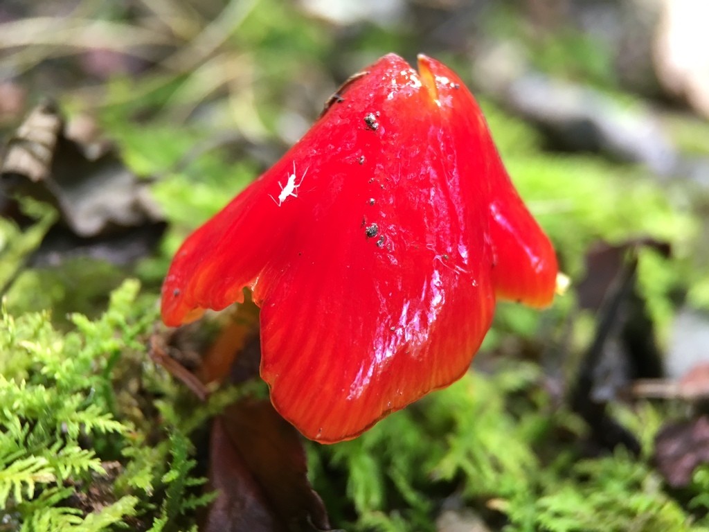 Candy apple waxy cap (Hygrocybe cuspidata) - Picture Mushroom