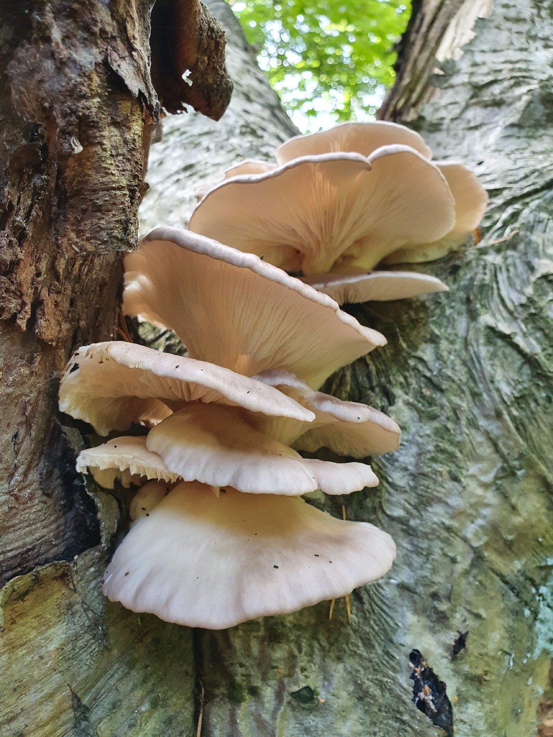 Oyster mushroom (Pleurotus ostreatus)