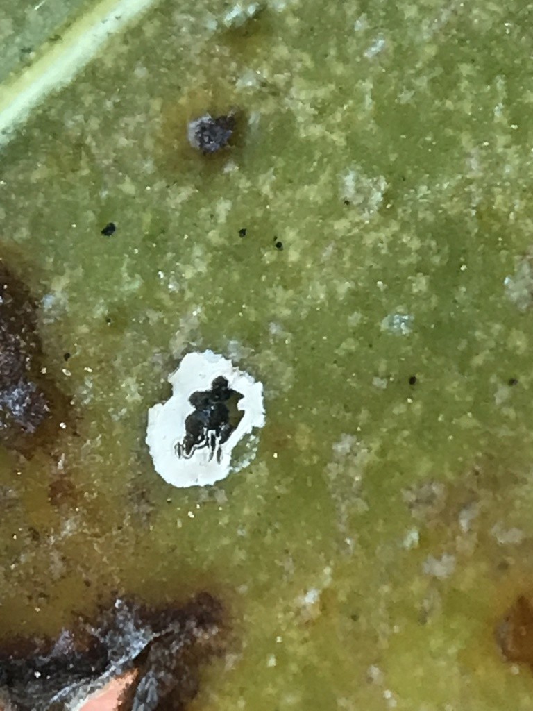 Coccoidea (Coccoidea)