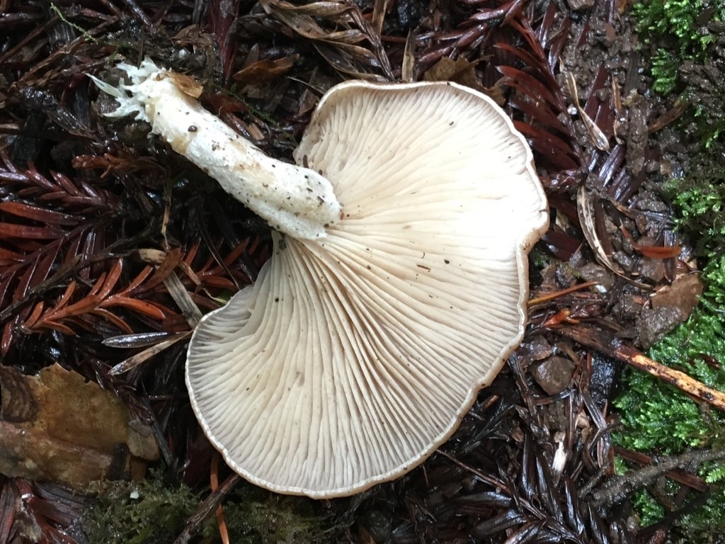 Club fungi (Basidiomycota) - Picture Mushroom