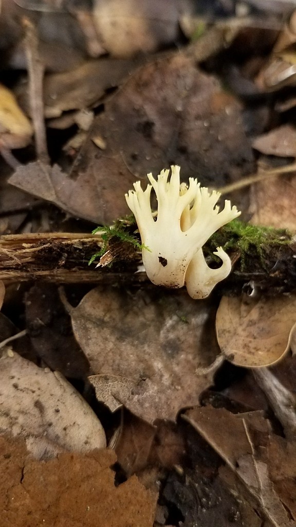 Lentaria (Lentaria)