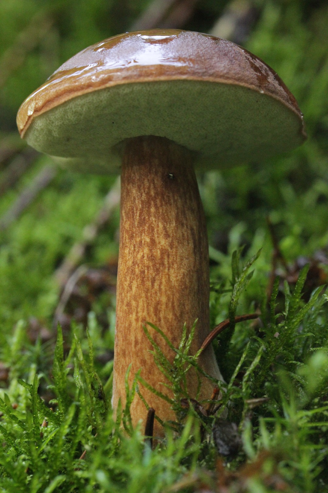 Bay Bolete Imleria Badia Picture Mushroom