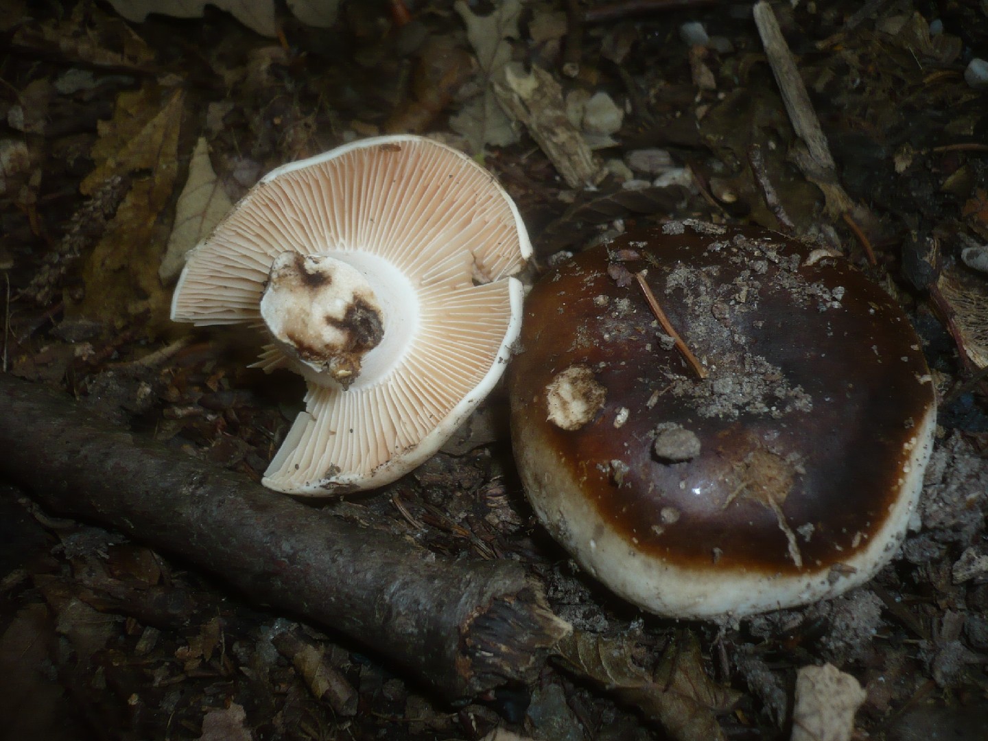 Russula anthracina