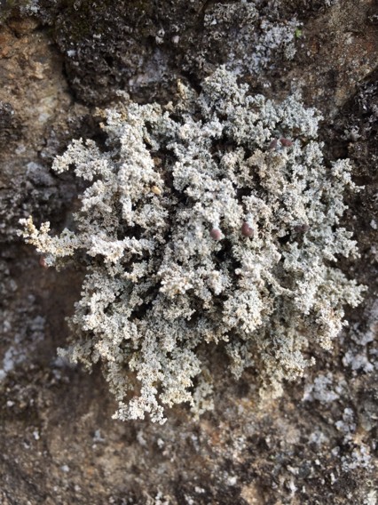 Snow lichen (Stereocaulon)