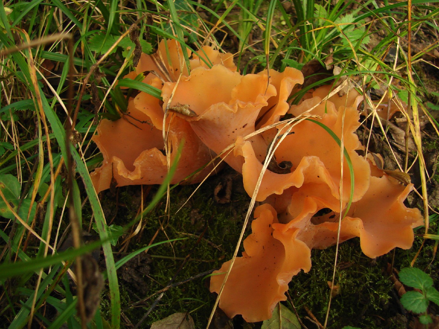 ニカワジョウゴタケ（膠漏斗茸） (Guepinia helvelloides)