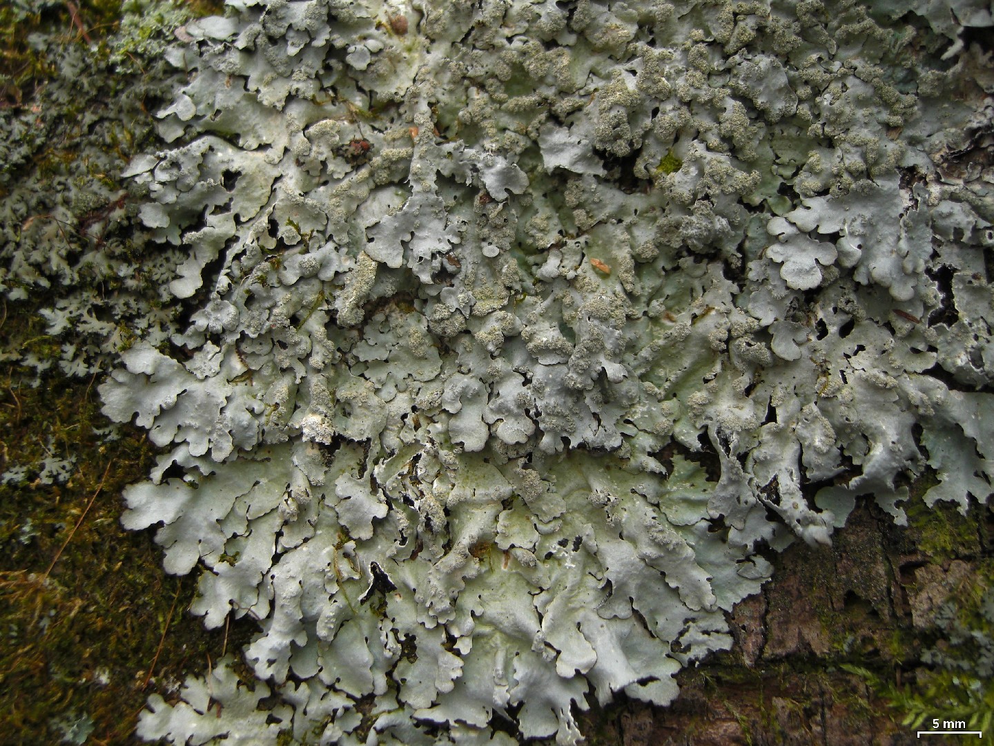 Myelochroa lichen (Myelochroa)