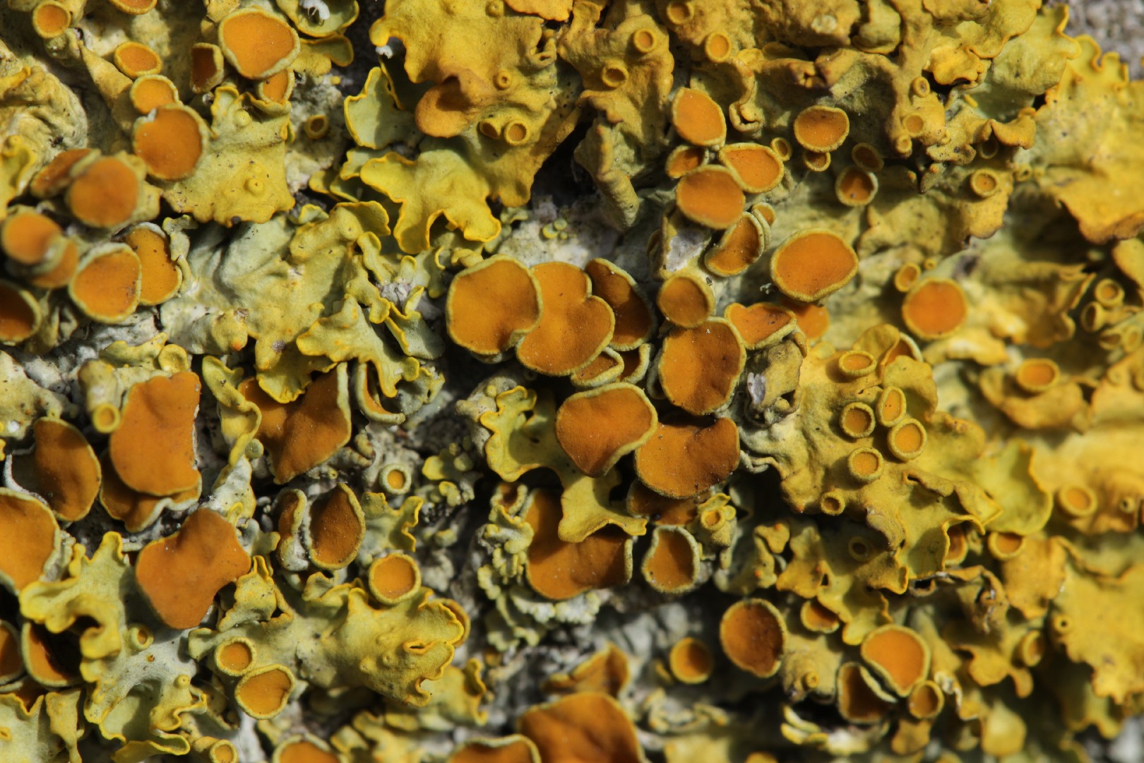 Common orange lichen