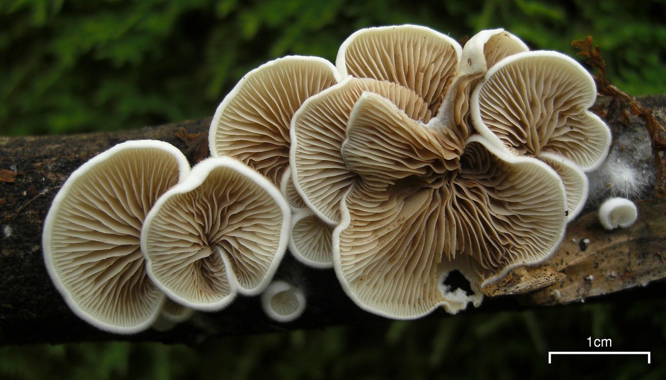 Crépidote des mousses (Crepidotus epibryus) Picture Mushroom