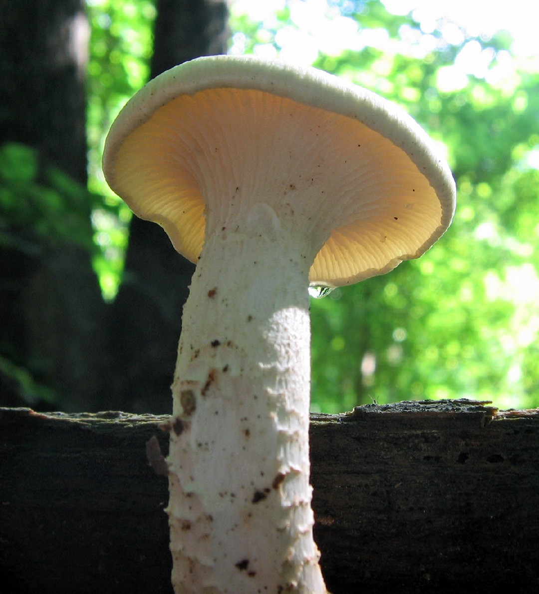 Scaly lentinus