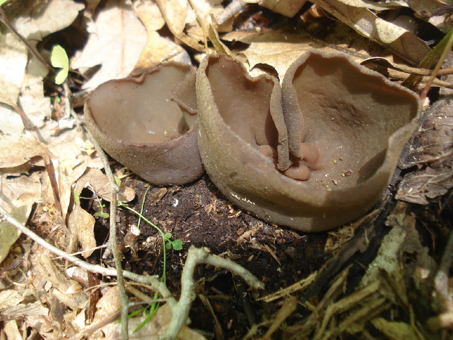 Common brown cup (Peziza phyllogena)