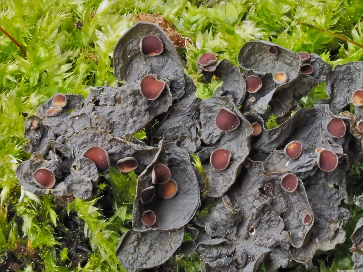 Skin lichen (Leptogium corticola)