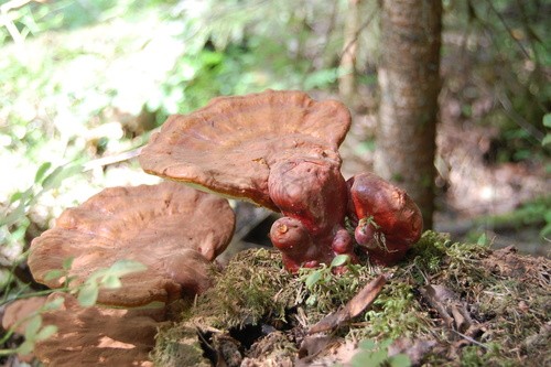 レイシ（霊芝） (Ganoderma lucidum) - Picture Mushroom