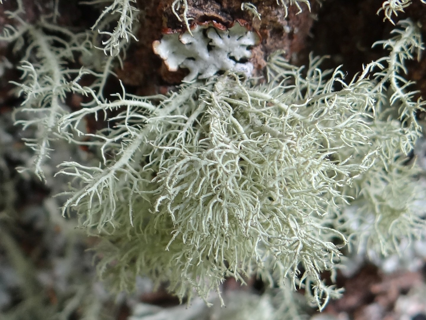 Beard lichen (Usnea hirta)