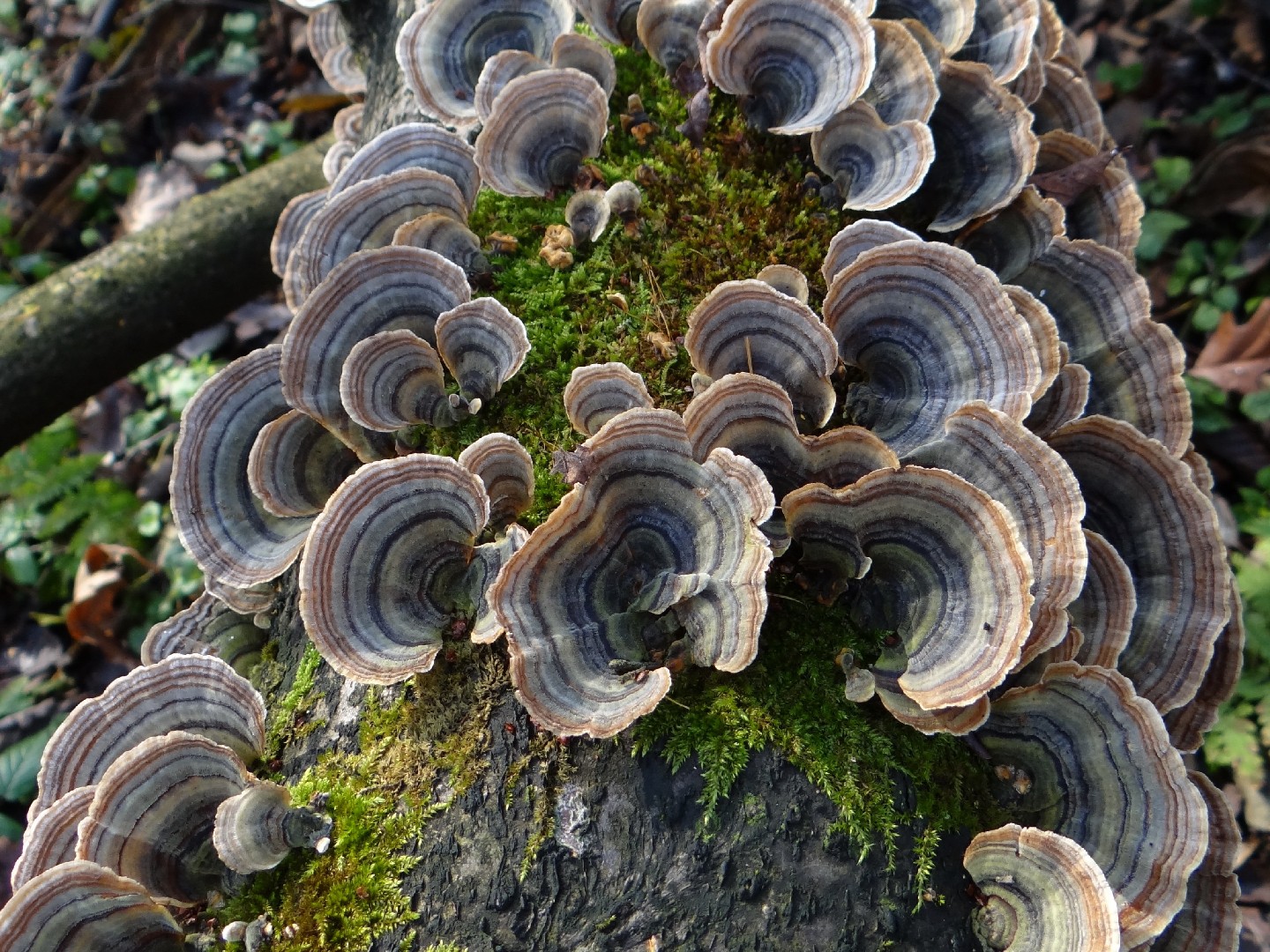 구름버섯 (Trametes versicolor)