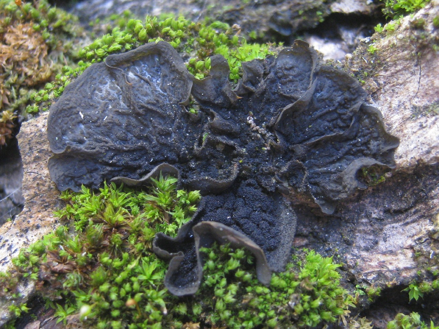 Effervescent tarpaper lichen