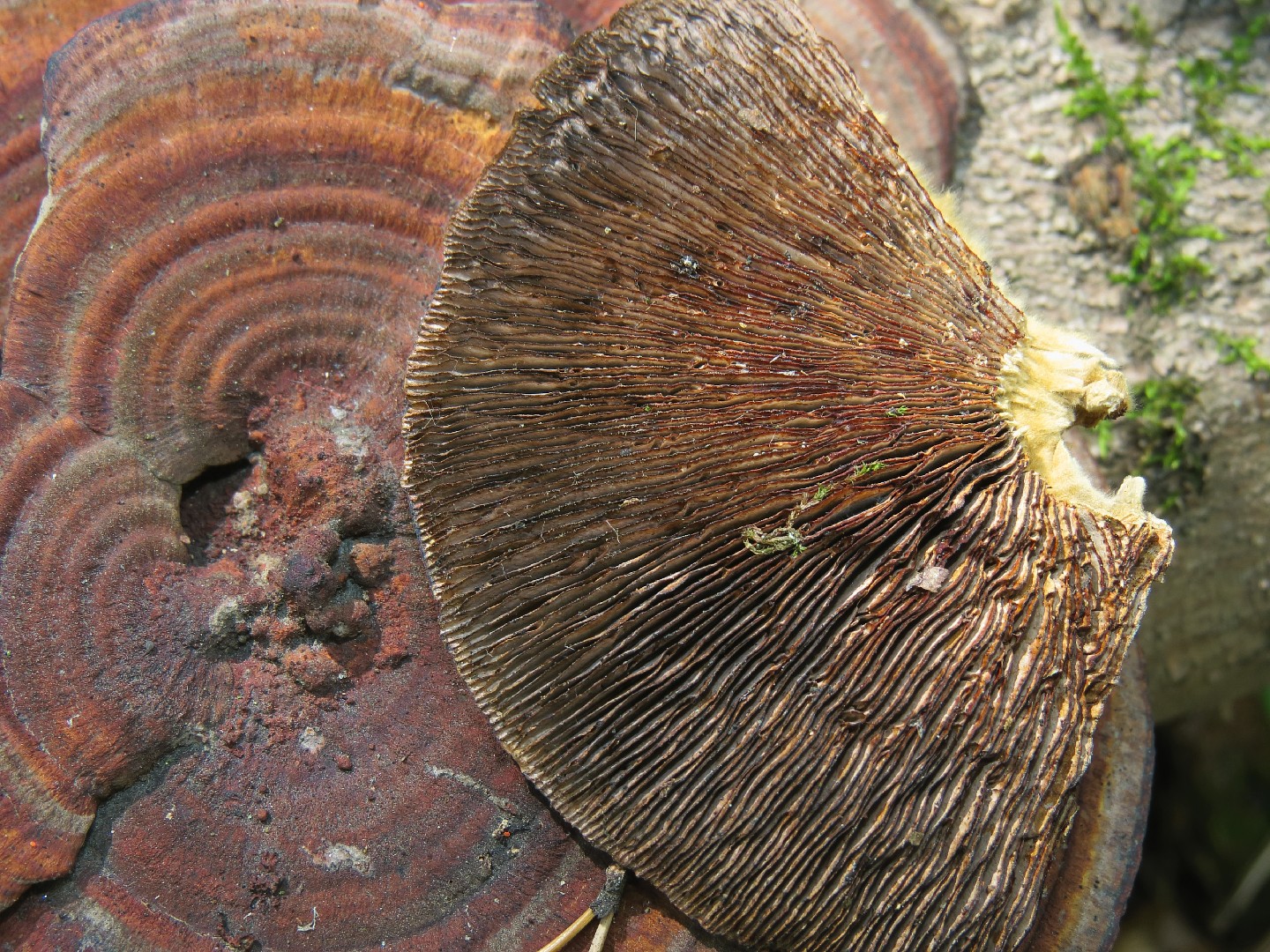삼색도장버섯 (Daedaleopsis tricolor)