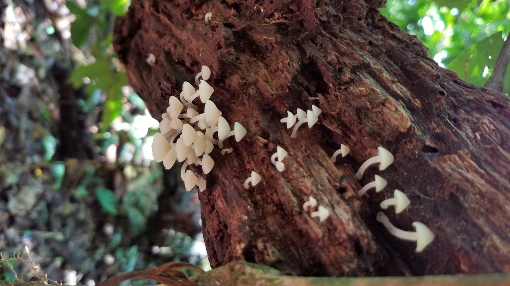 Filoboletus gracilis