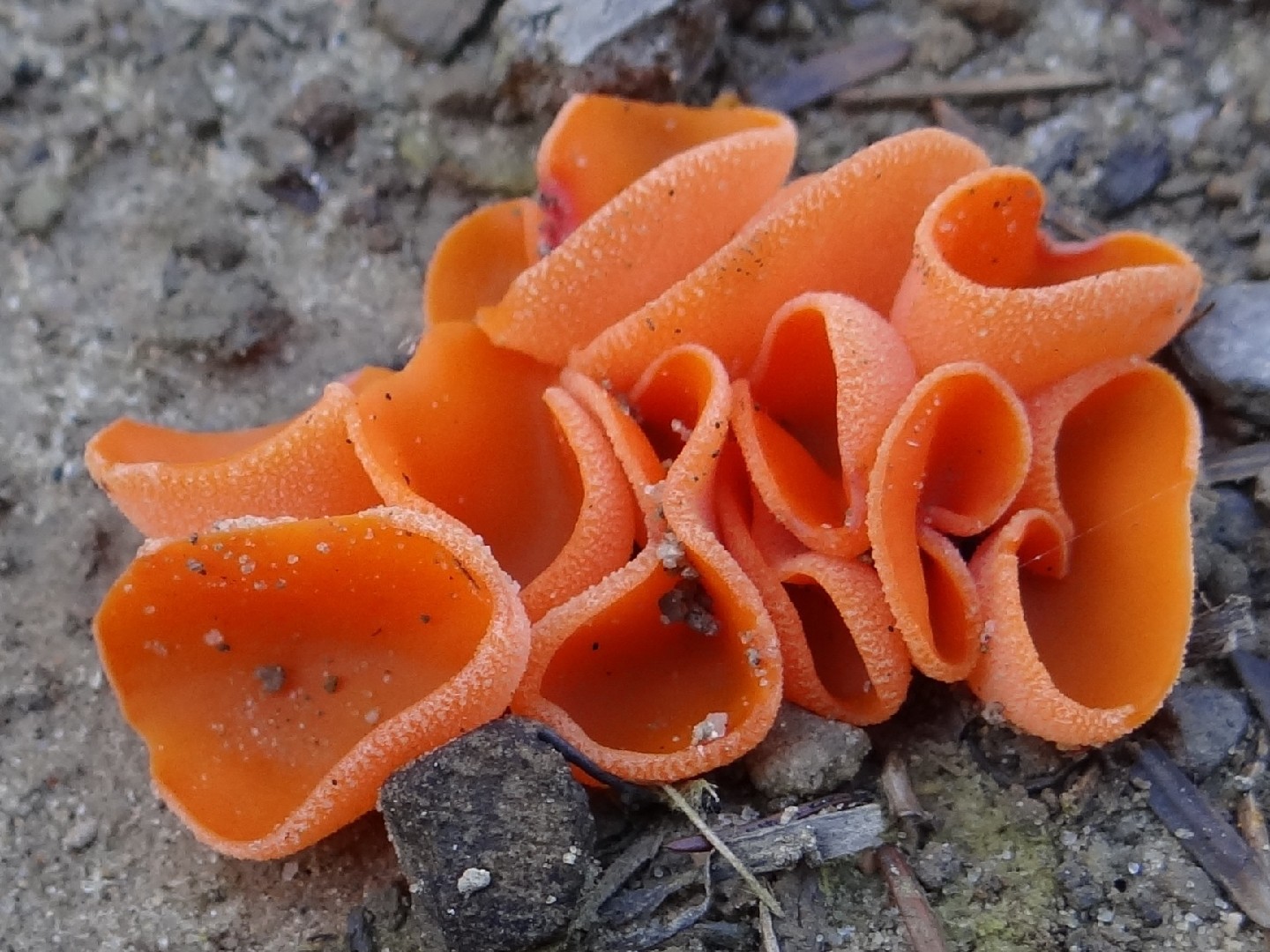 Orange peel fungus (Aleuria aurantia)