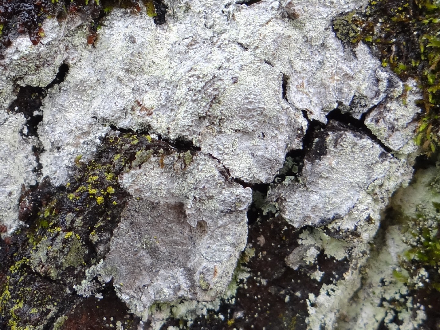 Whitewash lichen