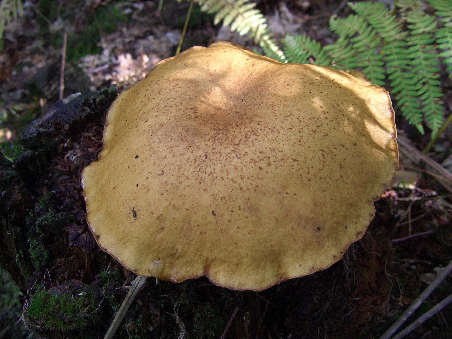 Buchwaldoboletus (Buchwaldoboletus)