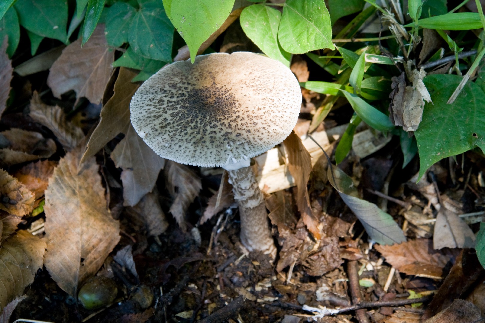 Amanita spissacea