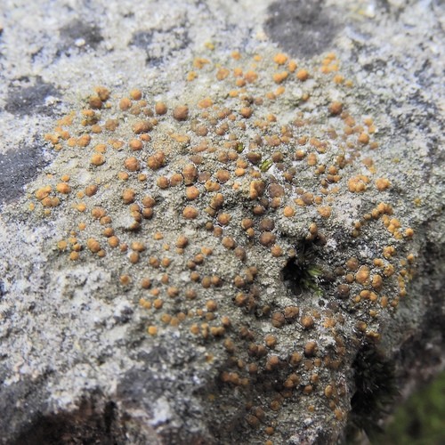 Protoblastenia (Protoblastenia)