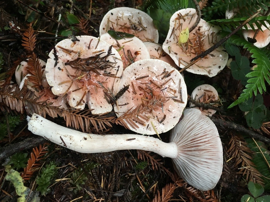 オオサクラシメジ (Hygrophorus erubescens) - Picture Mushroom