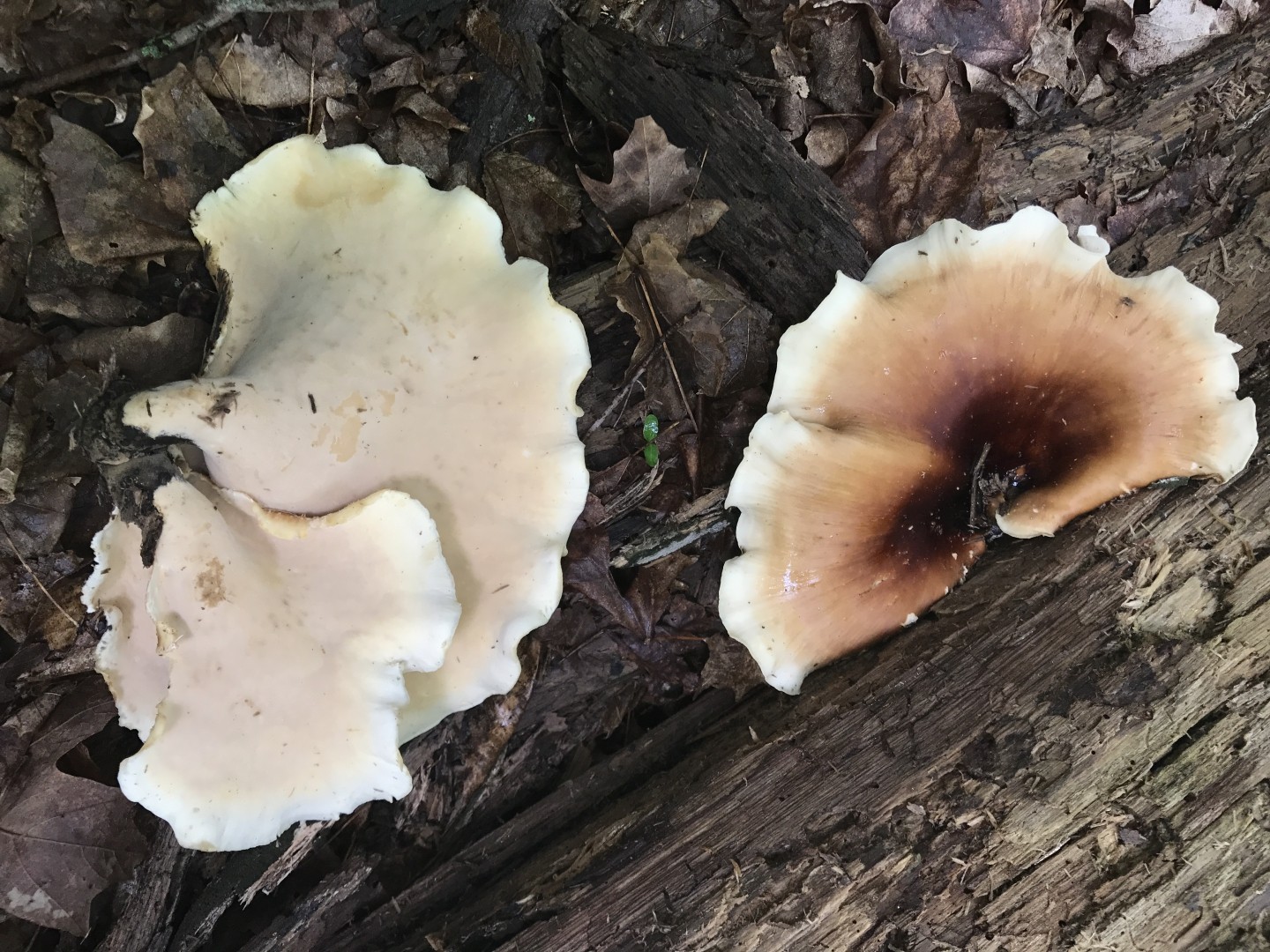 Polypore à pied couleur de poix (Picipes badius)