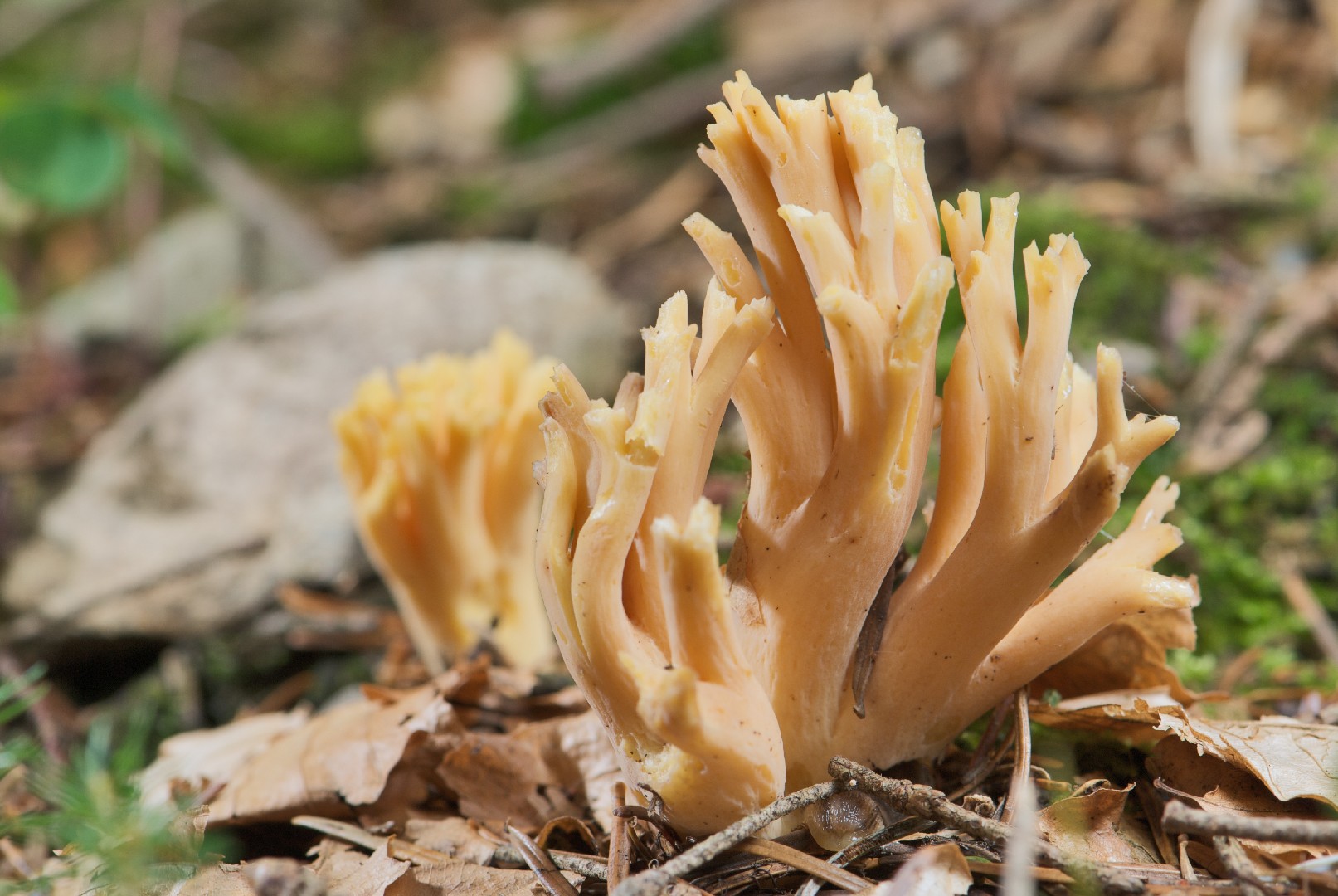 Changle (Ramaria flava) - Picture Mushroom