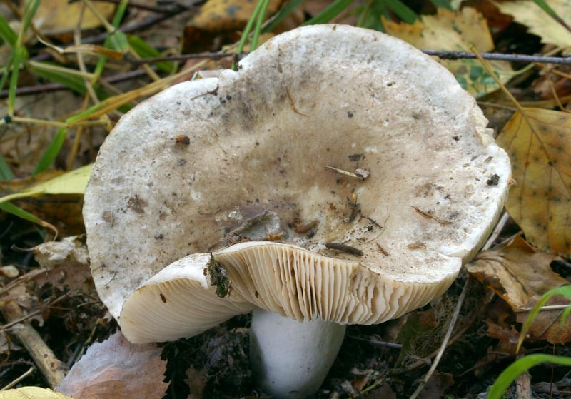 Fungi di cani (Russula adusta)