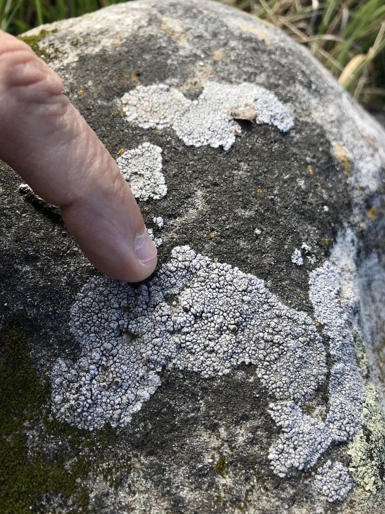 Thelomma lichens (Thelomma)