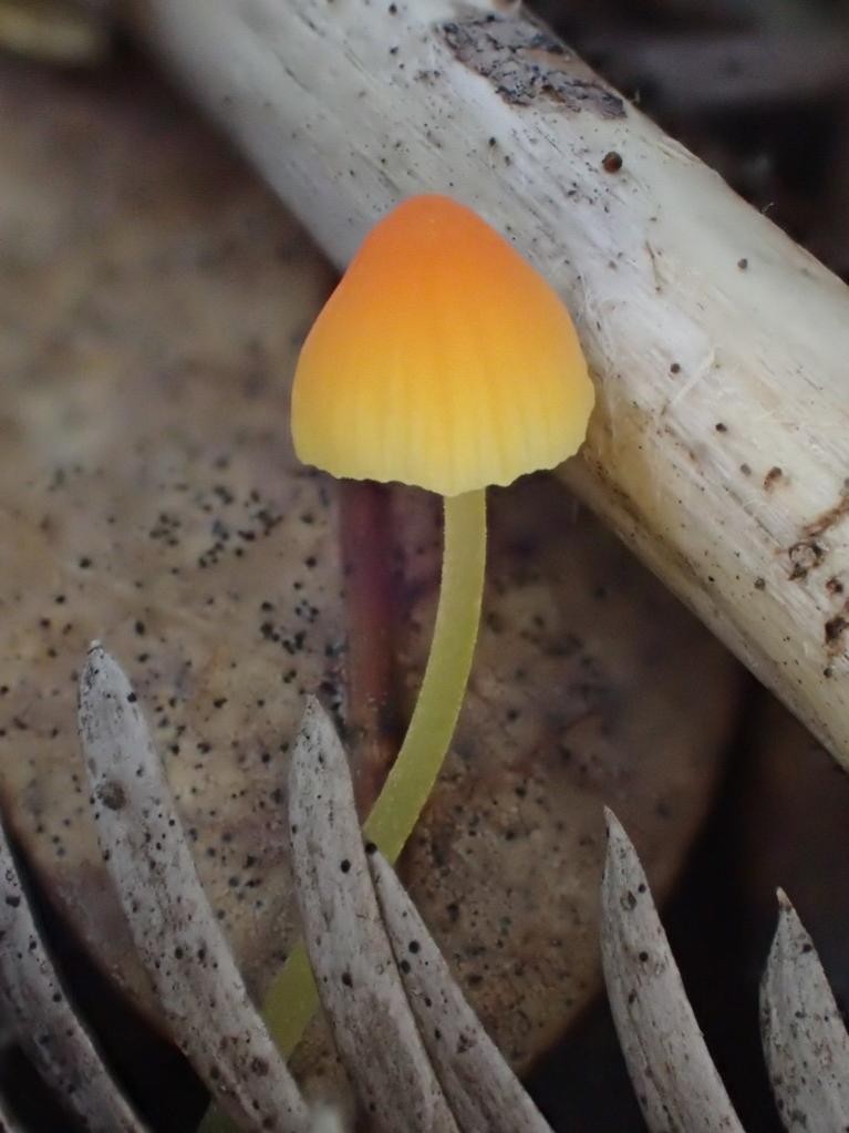 Micena de sombrero anaranjado (Mycena acicula)