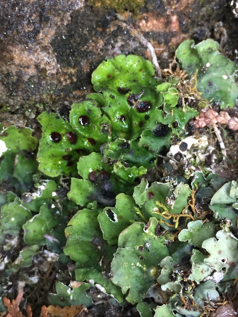 Socket lichens (Solorina)