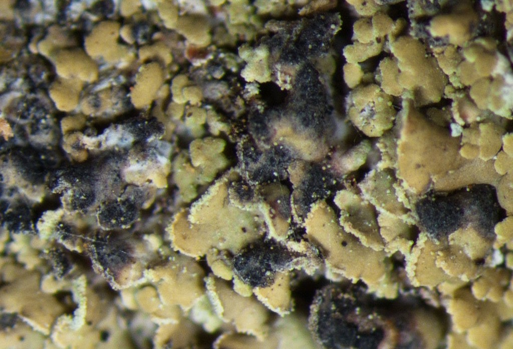 Clypeococcum lichen (Clypeococcum)