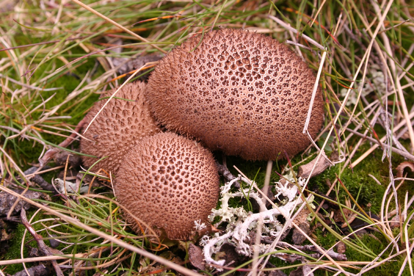 Donkerbruine stuifzwam (Lycoperdon umbrinum)